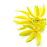 Ylang-Ylang