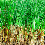 Vetiver