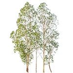 Eukalyptus