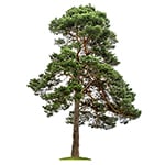 Pine