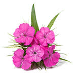 Carnation