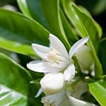 Neroli