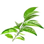 Petitgrain