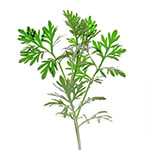 Wormwood