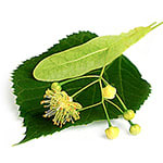 Linden flower