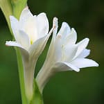 Tuberose