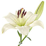 Madonna lily