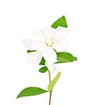 Gardenia