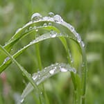 Regn