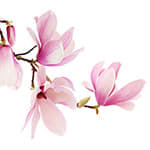 Magnolia