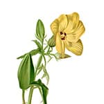 Ambrette