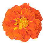 Tagetes
