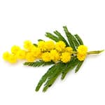 Mimosa