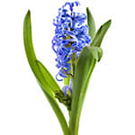 Hyacinth
