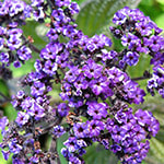 Heliotrope
