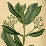 Bay Rum