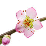Ferskenblomst