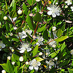 Myrtle