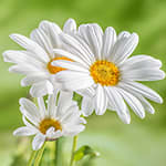 Chamomile