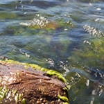 Aquatic notes