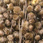 Davana/Artemisia