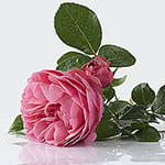 Damascenerrose