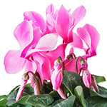 Cyclamen