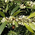 Osmanthus