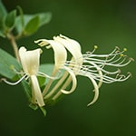 Honeysuckle