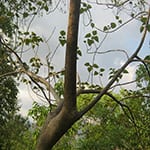 Teak