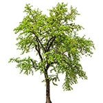 Ibentræ