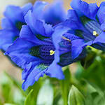 Gentians