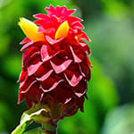 Red Ginger
