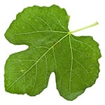 Fikonløv