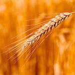 Wheat