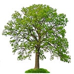 Eg