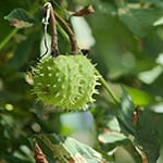 Chestnut