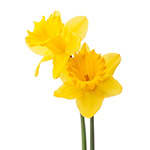 Daffodil