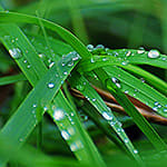 Grass