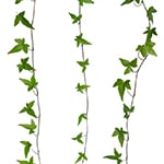 Ivy