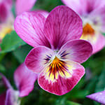 Violet blomst