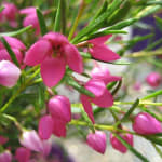 Boronia
